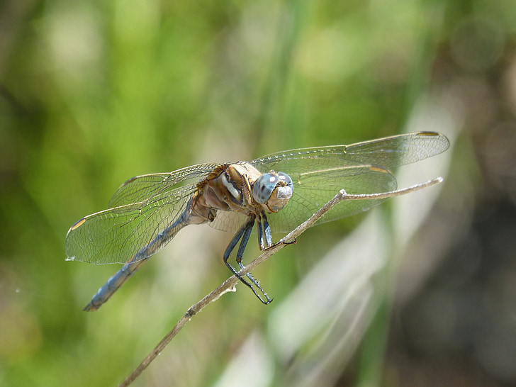 dragonfly, blue dragonfly, orthetrum cancellatum, winged insect, detail, beauty, branch