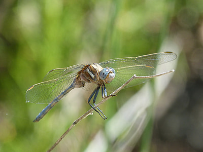 蜻蜓, 蓝蜻蜓, orthetrum cancellatum, 有翅膀的昆虫, 详细, 美, 分公司