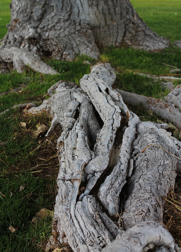 tree roots, tree trunk, tree with roots, growth, bark, tree, trunk