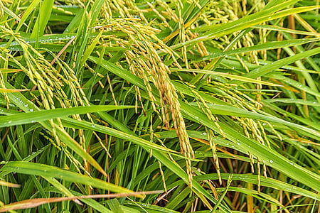 riz, gerbes de riz, nature, paix, feuille, herbe, plante