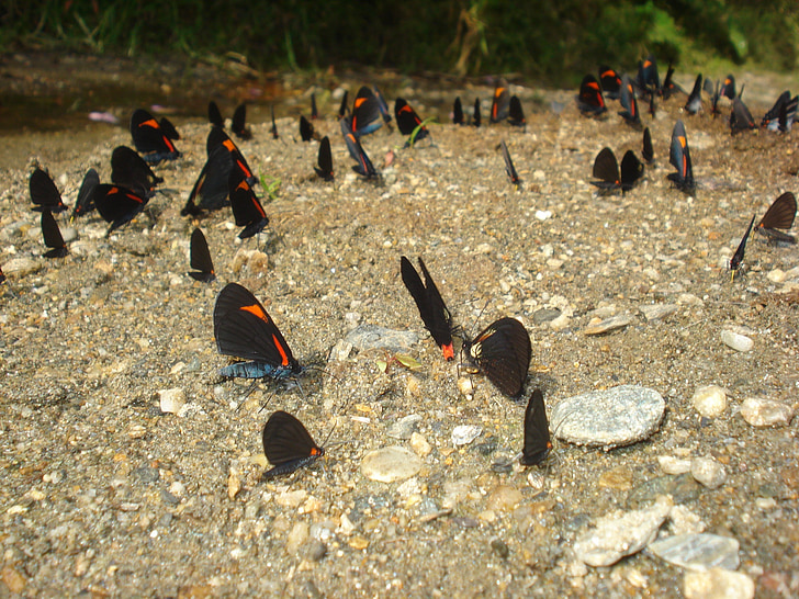Caldas, Antioquia, Kolumbie, Antioquia Kolumbie, Příroda, Motýli