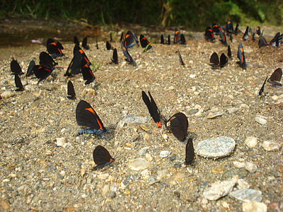 Caldas, Antioquia, Kolumbija, Antioquia Kolumbija, priroda, leptiri