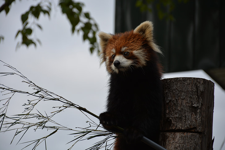 röd panda, Japan, Zoo, Asahikawa, sällsynt djur
