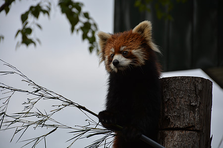 roter panda, Japan, Zoo, Asahikawa, seltenes Tier