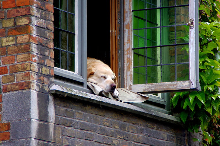 Bruges, câine, acasă
