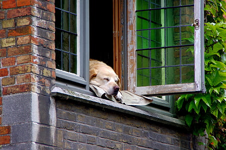 Bruges, chien, Page d’accueil