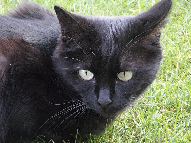 con mèo, động vật, thận trọng, chú ý, màu đen, vật nuôi