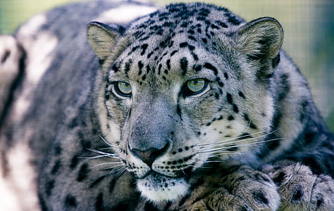 snow leopard, animal, mammal, fur, wildlife, leopard, looking