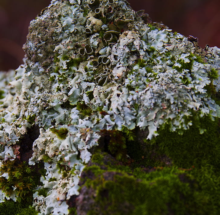mousse de lichen, nature, croissance, plante, texture, blanc, vert