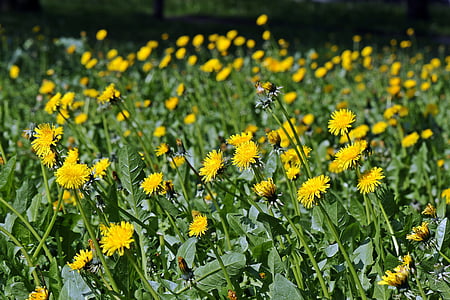 sonchus oleraceus, meadow, spring meadow, dandelion, nuns, dandelion field, polyana
