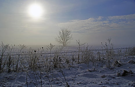 ziemas, sniega, saule, auksti, saldēti, koks, mākonis