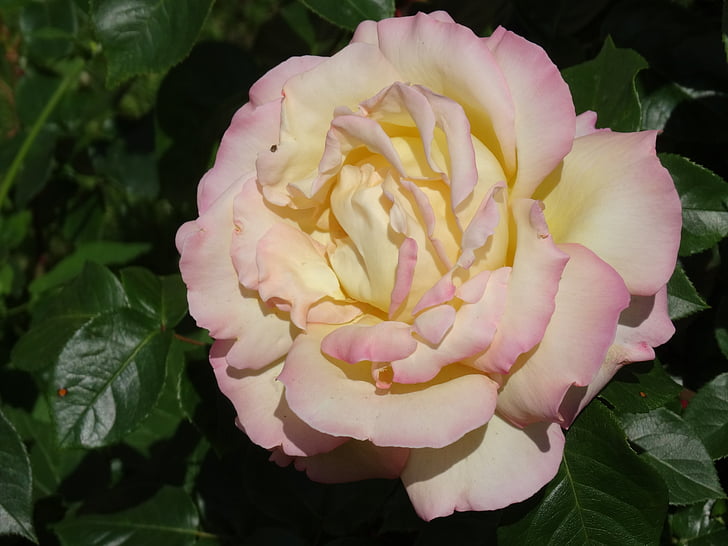 růže, bílá, květiny, růže květ, květ, Bloom, Příroda