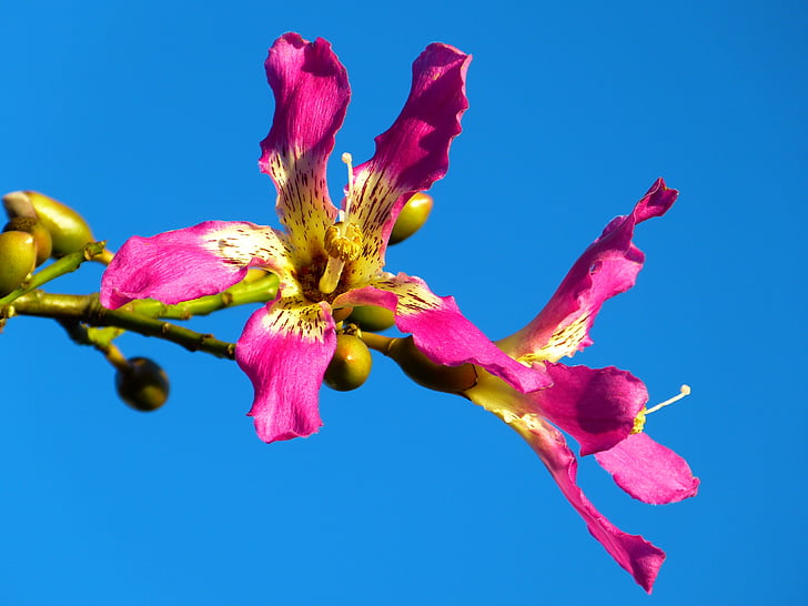 Kapok tree, Ceiba pentandra, Pochote, květ, Bloom, růžová, útěk