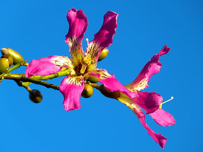 kapok tree, Ceiba pentandra, Pochote, Blossom, blomst, rosa, rømme