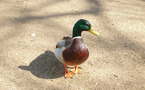 pato, ánade real, sombra, pájaro, Quack, hombre
