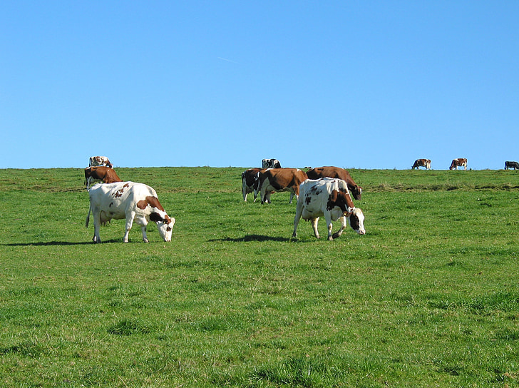 krowa, łąka, zwierząt, gospodarstwa, pastwiska, Allgäu, Rolnictwo