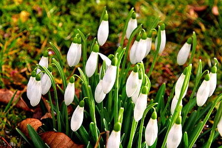první frühlingsboten, Sněženka, února, Tulipán, Příroda, Jarní čas, květ