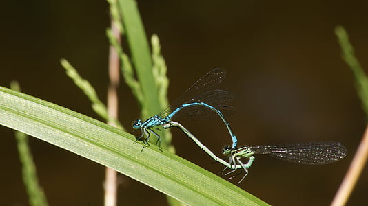 蜻蜓, 配对, 绿色, 蓝色, 生物学, 繁殖, 蜻蜓