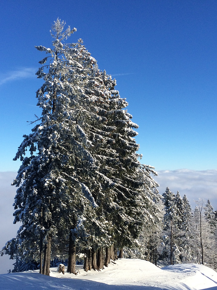 vinter, Mountain, Steibis, snö, träd, naturen, skogen