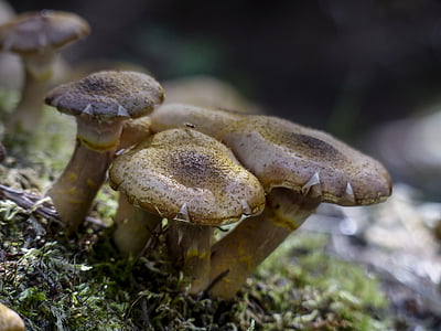 wild, mushroom, autumn, season, close-up, cluster, forest