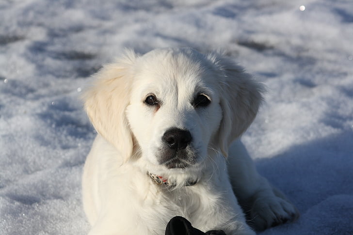 golden retriever, puppy, dog, young, snow, watching, pets