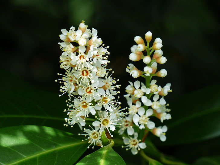 Prunus laurocerasus, Blossom, Bloom, bianco, Bud, Bush, pianta