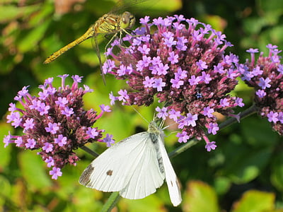 libèl·lula, papallona, flor, jardí, insectes, l'estiu, pol·len