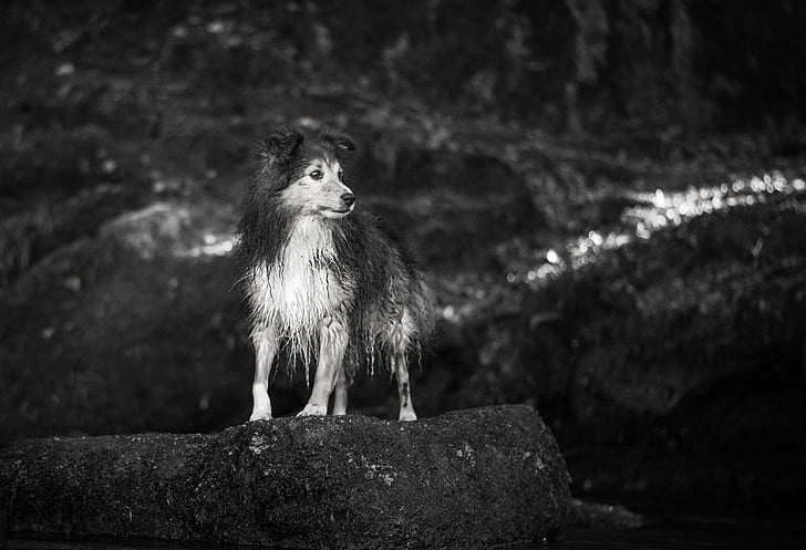 в сивата гама, снимка, необработен, шотландско овчарско куче, куче, животните, домашен любимец