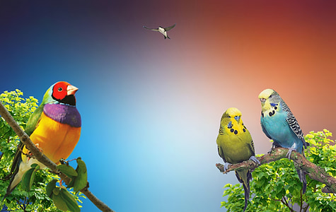 birds, arara, macaws, piriquitos, nature, trees, sky