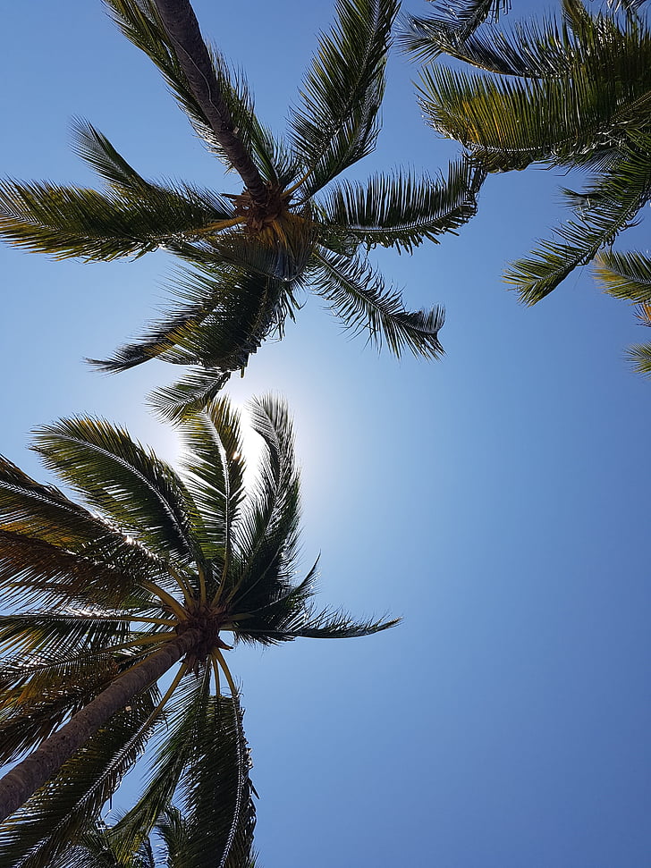 palmer, stranden, kokos, exotiska, Holiday, Beach paradise, Palm tree