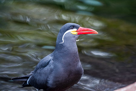 inca tern, tern, coastal bird, bird, water, one animal, animals in the wild