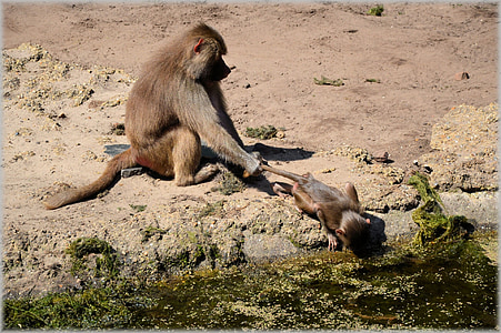 babuinas, babuinų, zoologijos sodas, serija, beždžionė, beždžionės, Olandijoje
