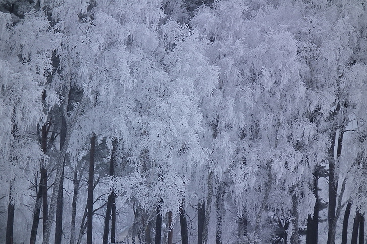 tree, winter, snow, nature, landscapes