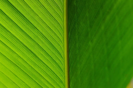 detail, approach, leaf, green, plant, texture, tree