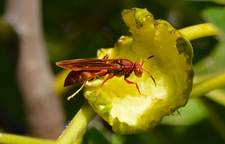 wasp, macro, nature, garden, fruit, insect