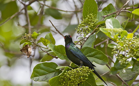鳥, 赤目, aporonisu メタリカ, インドネシア, ハルマヘラ島, widi 諸島, 熱帯