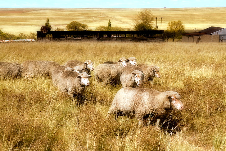 azienda agricola, pecore, erba