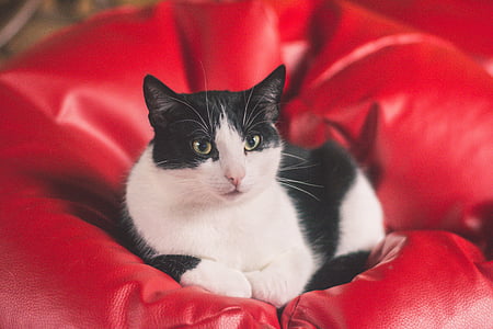 gatto, gattino, Tomcat, animali, bianco e nero, cappotto, un giovane gattino