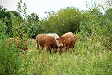 牛, 牛, 牧草地, 牛肉, 家畜, 自然, 放牧