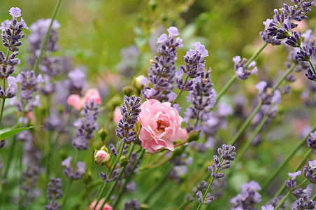 rose, lavender, green, flower, purple, plant, blossom