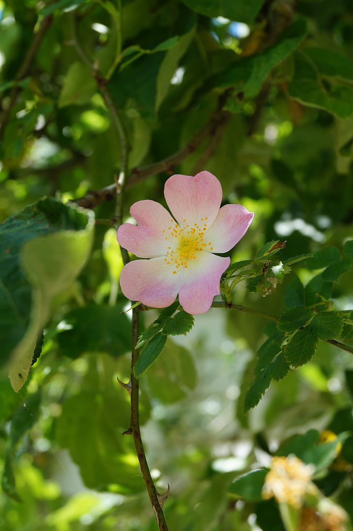 Heckenrose, Rosa canina, Hageman rose, wilde rose, in der Nähe, Blume, Blüte