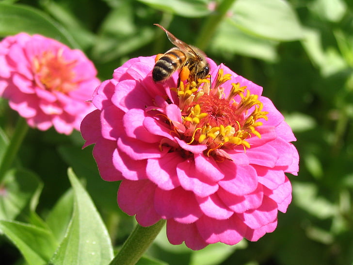 medus bišu, cinija, kukainis, rozā, bug, ziedi, apputeksnēšana