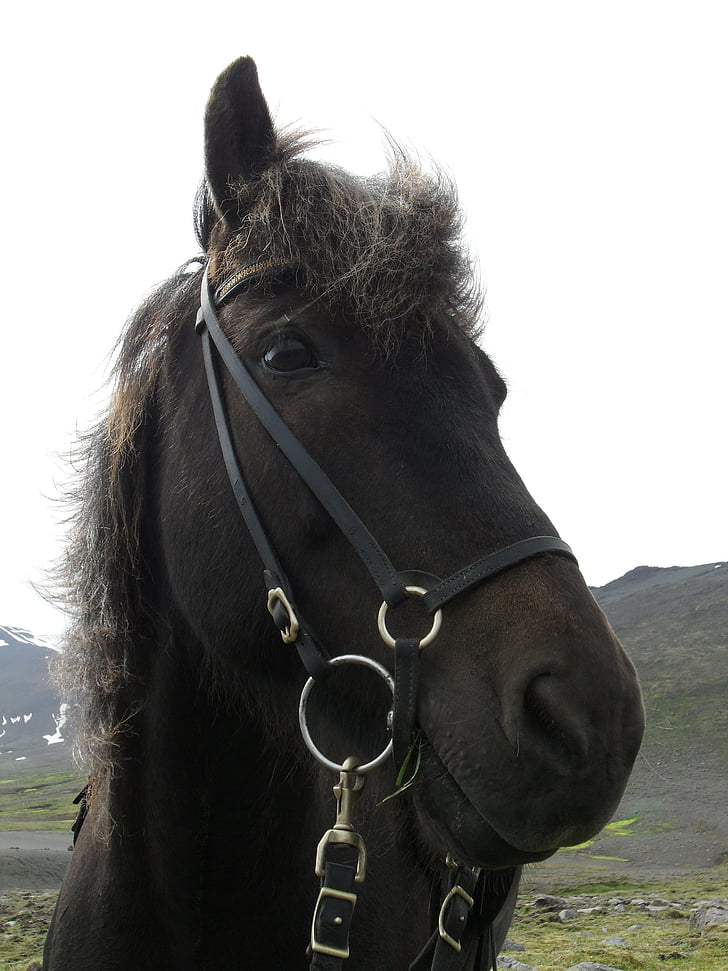 Island, Island häst, islänningar, Island ponny, häst, betsel, djur