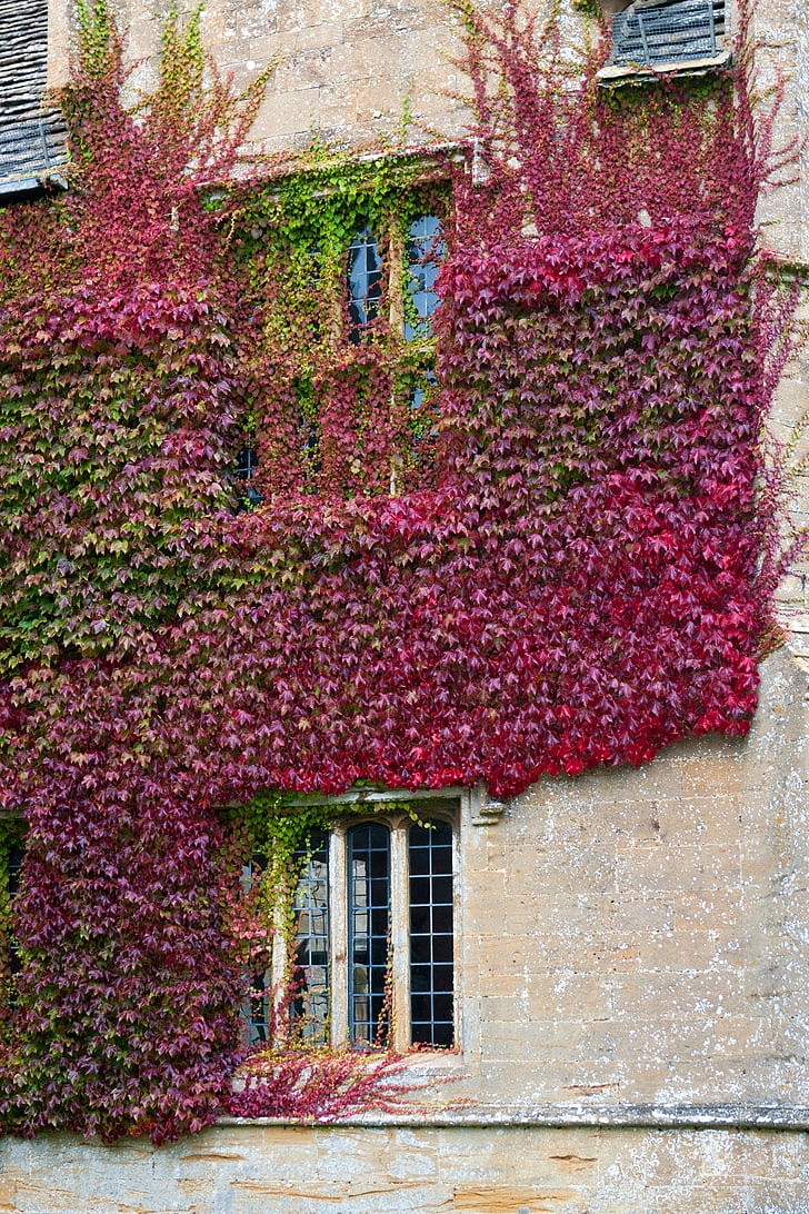 boston ivy, stone wall, climbing, cover, autumn colour, window, architecture