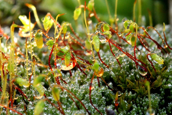 Moss, alleen water toevoegen, Dew-drop, bloeiende moss, groen, macro, natuur
