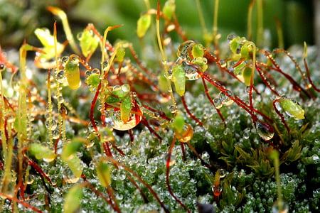 moss, just add water, dew-drop, flowering moss, green, macro, nature