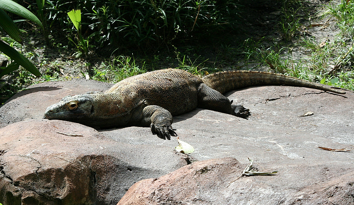 Komodo dragon, Komodo-monitor, Eidechse, Insel, Reptil, Drachen, Monitor