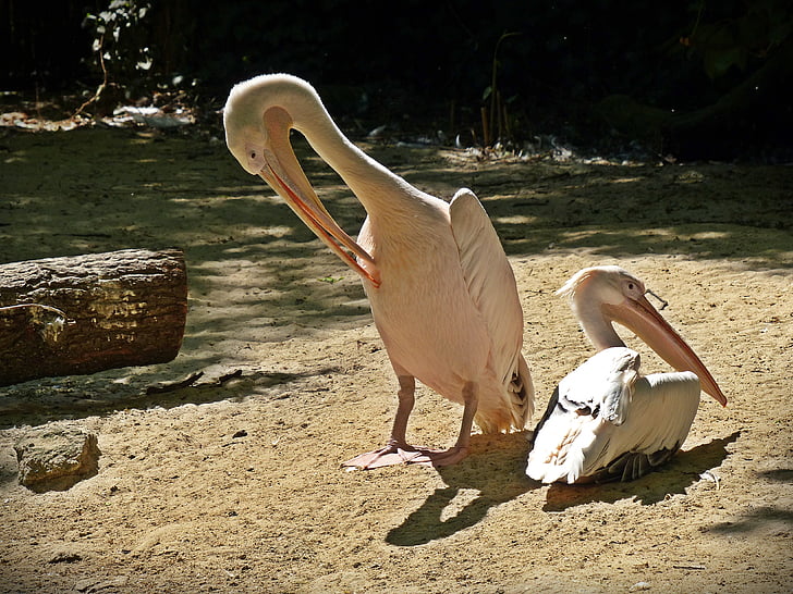 pelikan, นก, นกน้ำ, เรียกเก็บเงิน, สัตว์, ทำความสะอาด, ภาพสัตว์