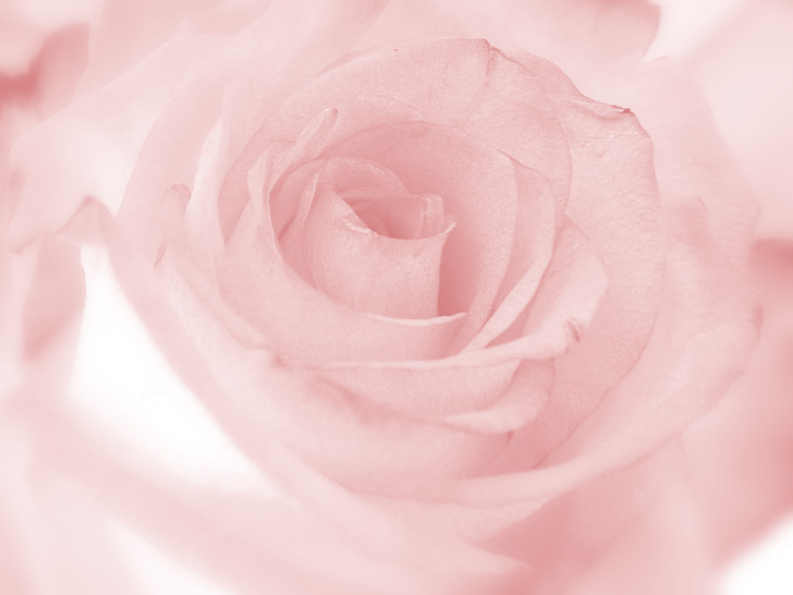 merah muda, naik, bunga, romantis, bunga, rosoideae, dekoratif