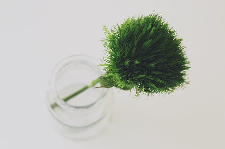 Sweet william, cravo de barba verde, vidro, garrafa, cortiça, planta, transparente